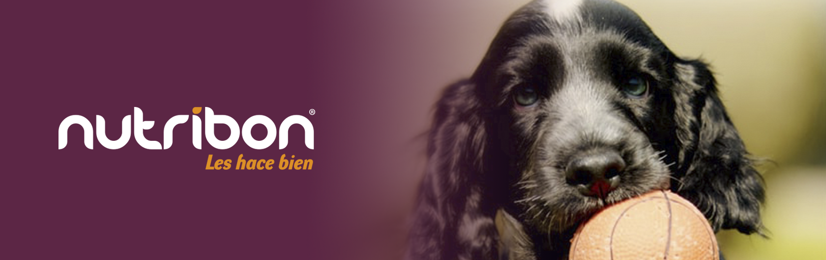 actividad fisica para perros y gatos y alimento para perros y gatos nutribon