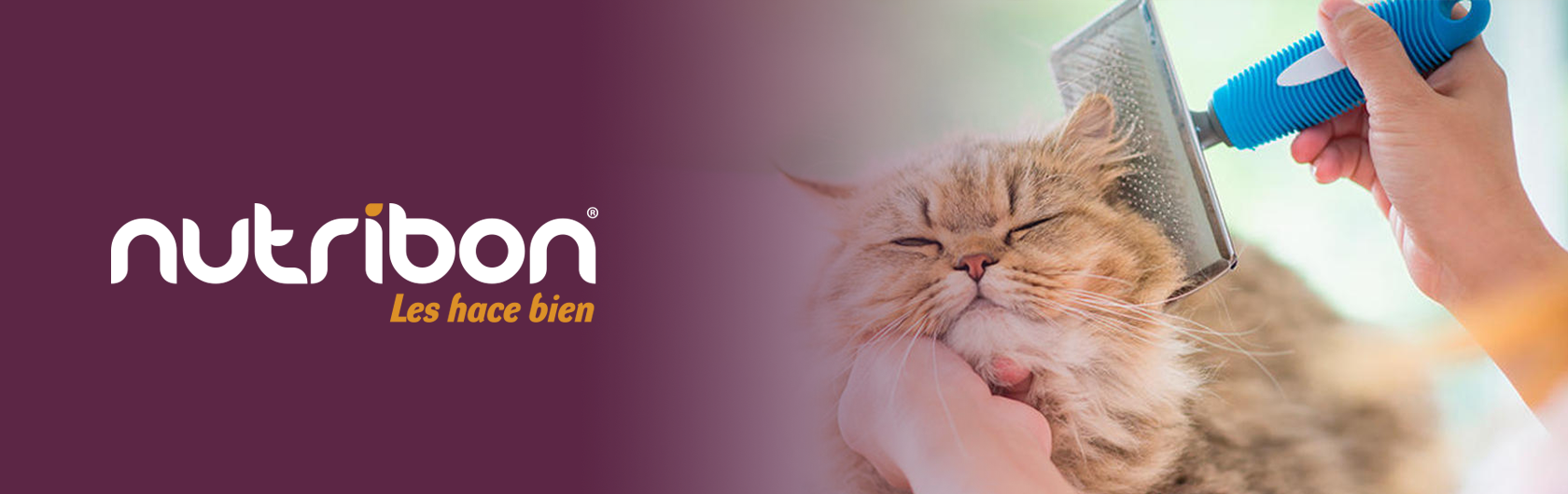 baño y cepillado de gatos alimento para gatos nutribon