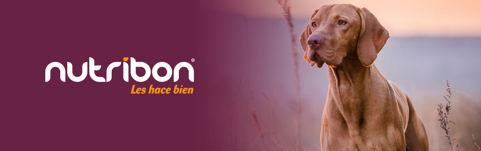 alimento para perros cachorros nutribon xq
