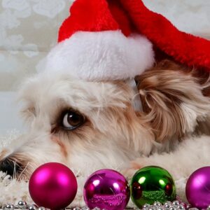 concurso papa noel llega para tu mascota alimento para perros gatos y mascotas nutribon