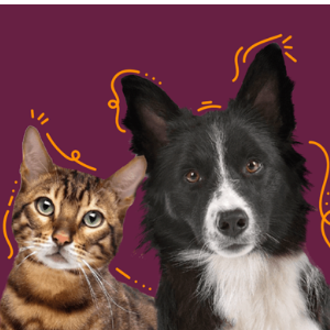 nuevo nutribon xq alimento para perros alimento para gatos y alimento para mascotas