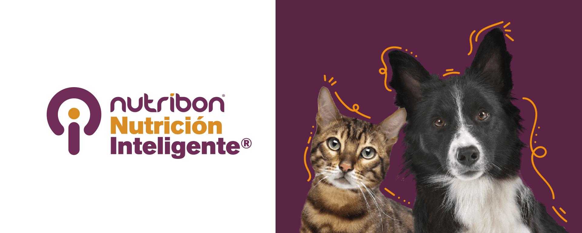 nuevo nutribon xq alimento para perros alimento para gatos y alimento para mascotas