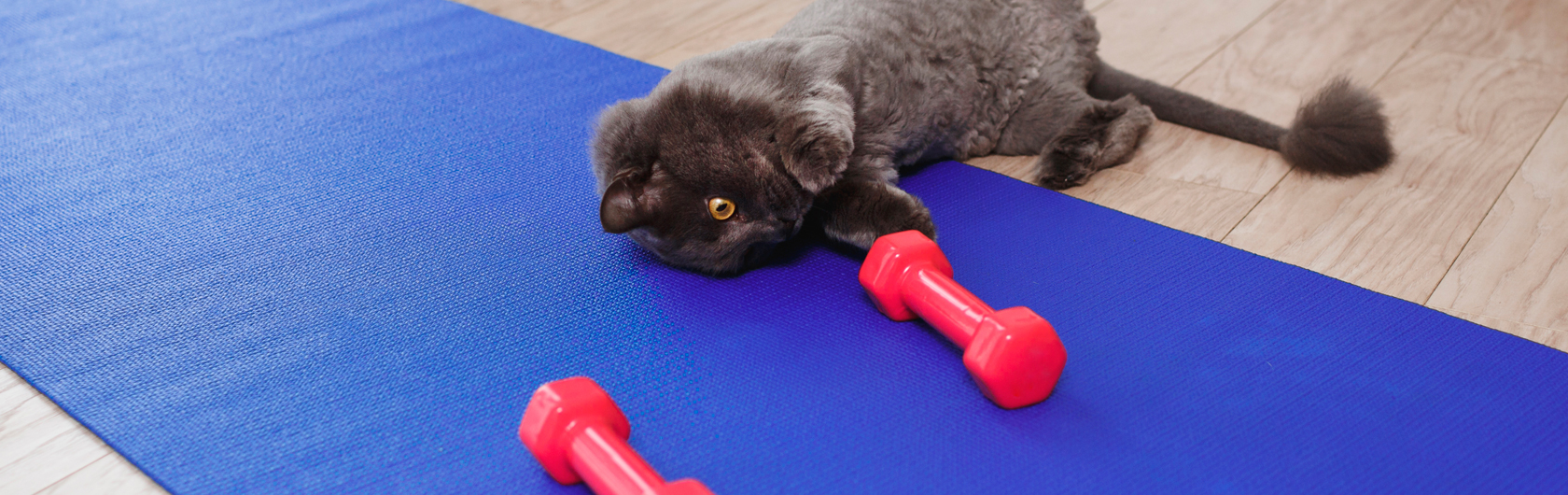 actividad fisica para perros y gatos y comida para mascotas