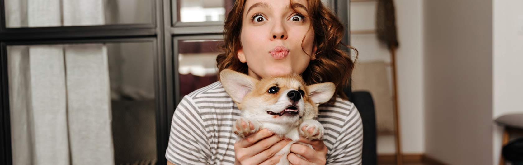 actividades en casa para perros y gatos y alimentacion para perros y gatos