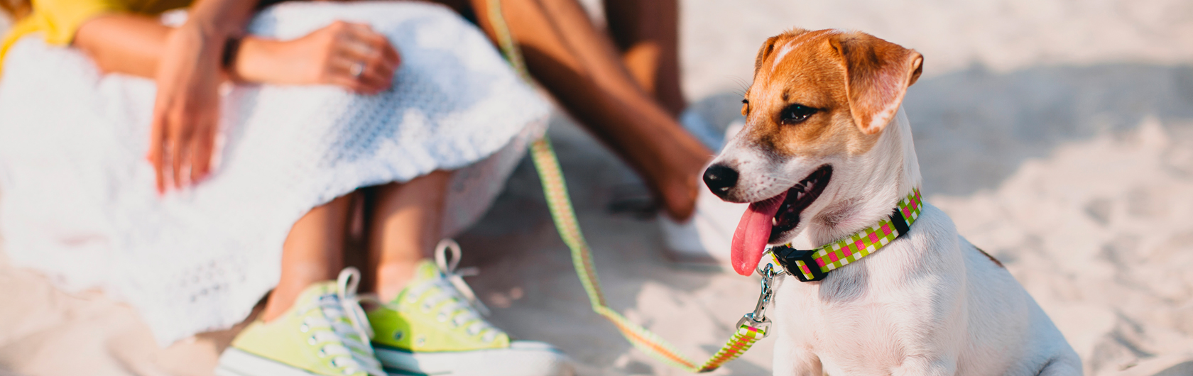 alimento para perros y alimento para gatos en vacaciones de verano