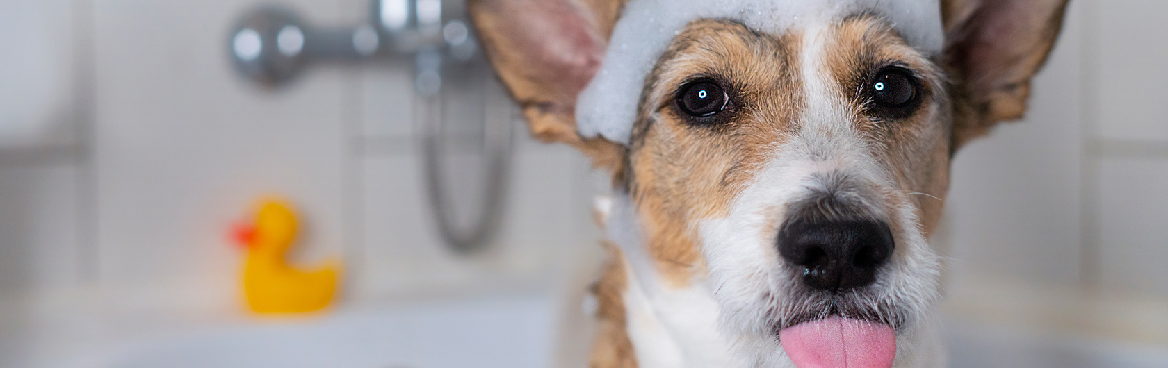 cuando bañar a un perro y alimento para perros