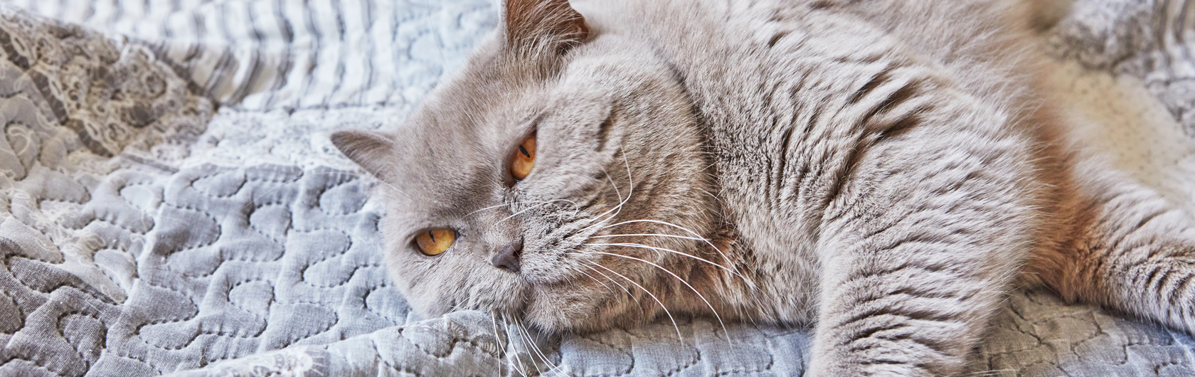 pulgas en gatos y comida para gatos de calidad
