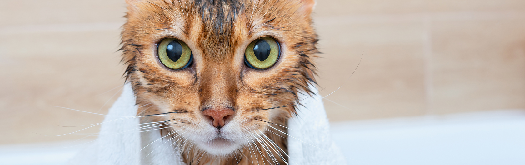 recomendaciones para baños en gatos y alimentos para gatos de calidad