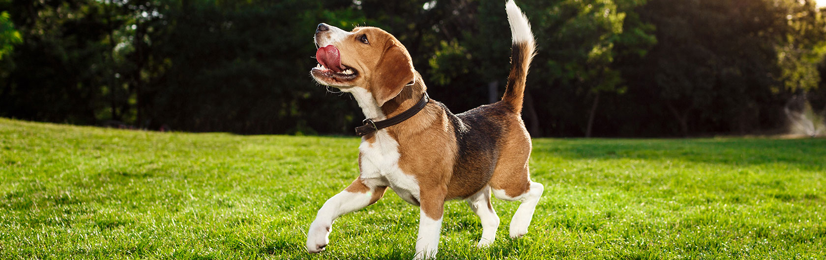 algunas caracteristicas curiosas de los perros y alimento para perros de calidad nutribon