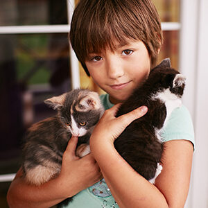 algunas razas de gatos recomendadas para niños y comida para gatos de calidad nutribon miniatura