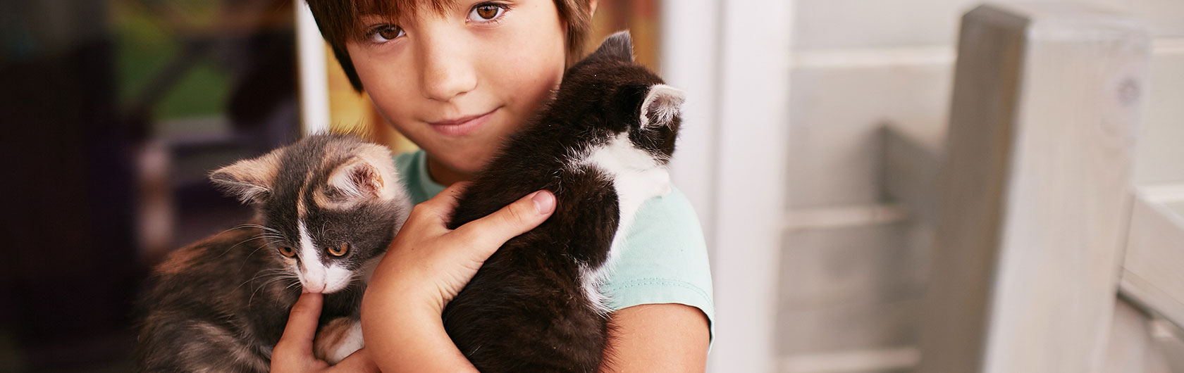 algunas razas de gatos recomendadas para niños y comida para gatos de calidad nutribon