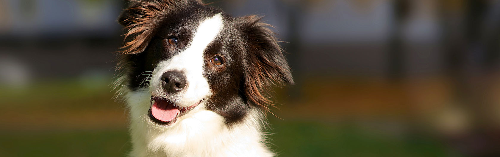 castracion de perras hembras y alimento para mascotas de calidad nutribon