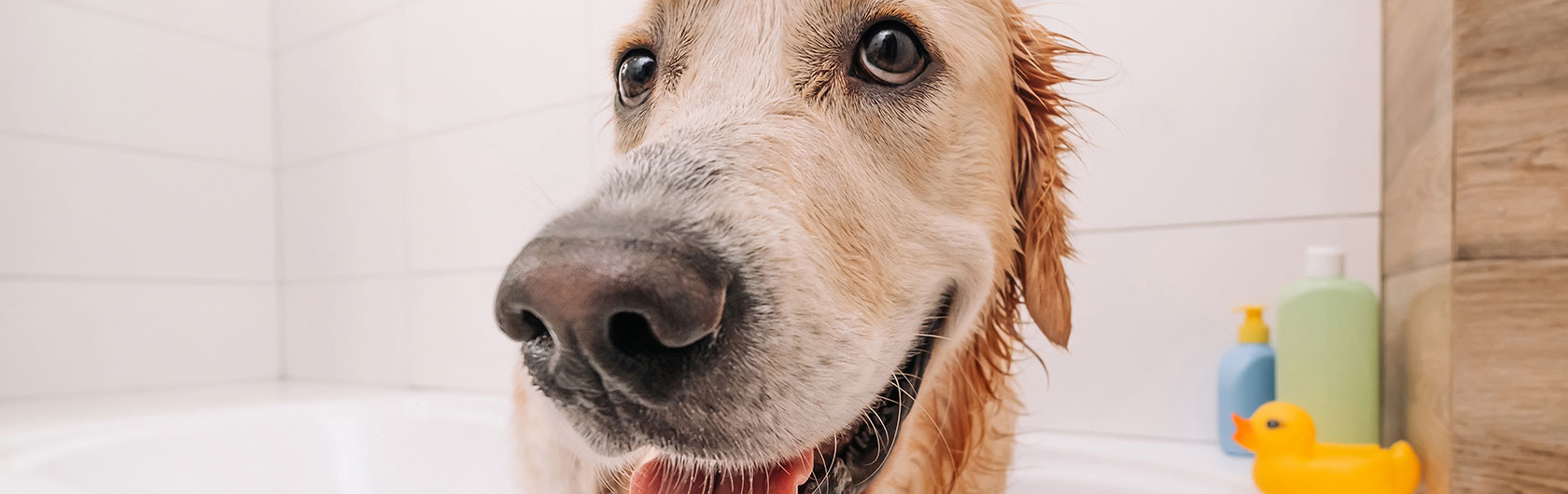el pelo de un perro y sus cuidados y alimento para perros de calidad nutribon