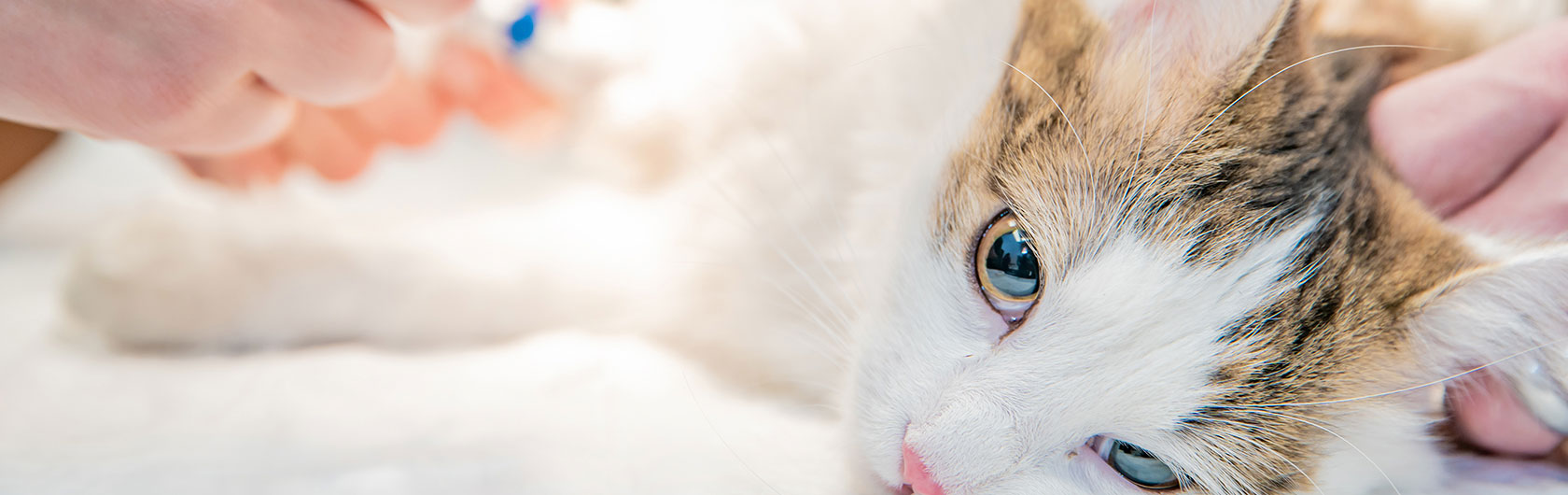 esterilizacion de gatos y gatas y comida para gatos de calidad nutribon