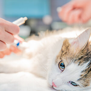 esterilizacion de gatos y gatas y comida para gatos de calidad nutribon miniatura