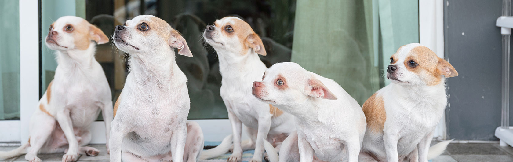 muchos perros en la casa como entrenarlos para la convivencia y alimento para perros de calidad nutribon