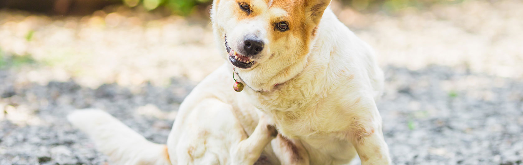 que hago con las pulgas en perros y alimento para perros de calidad nutribon