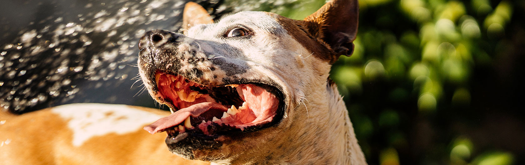 recomendaciones que debes tener en cuenta con tu mascota en verano y alimento para mascotas de calidad nutribon