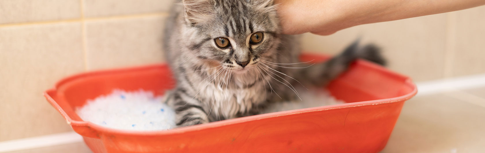 tipos de arenas para gatos y alimento para gatos de calidad nutribon