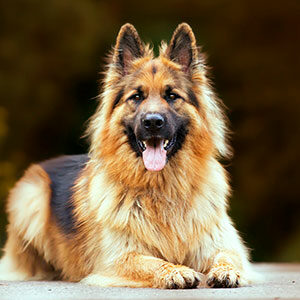 alimento para perros adultos miniatura