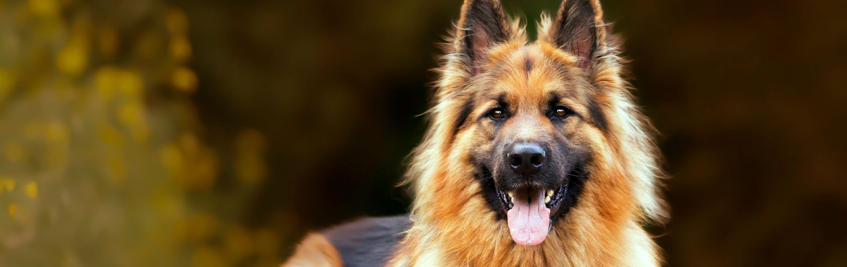 alimento para perros adultos