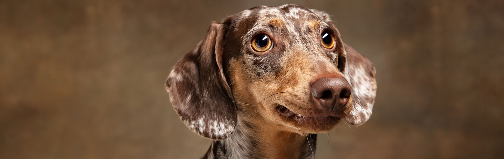 beneficios de un buen alimento para perros