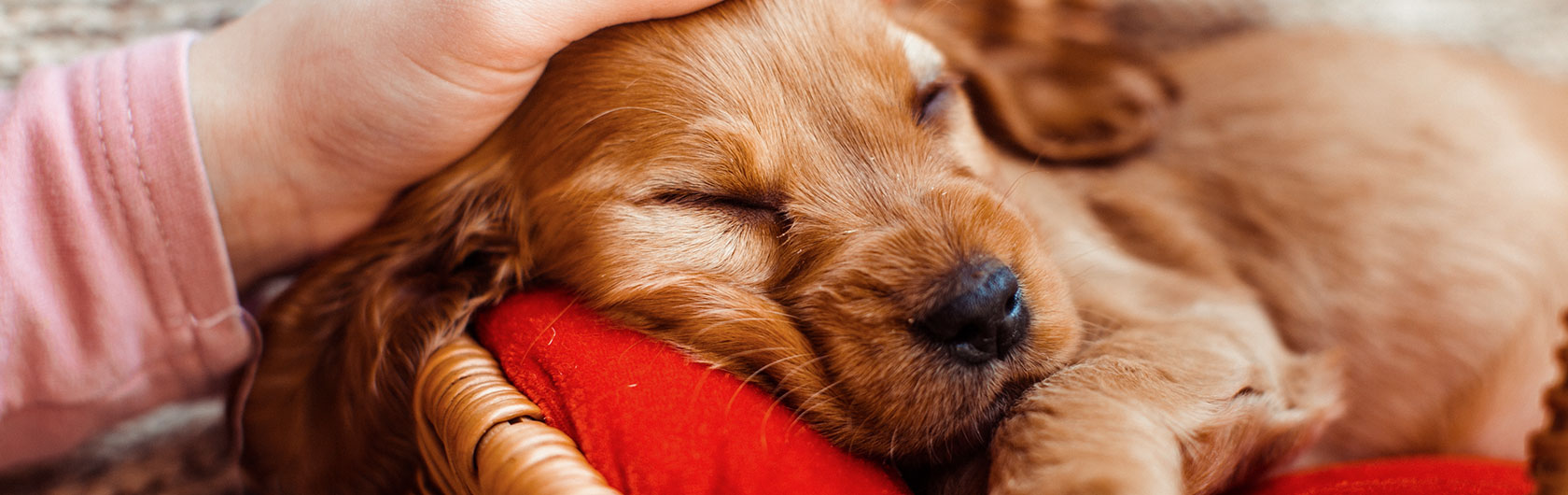 como elegir el alimento para perros cachorros
