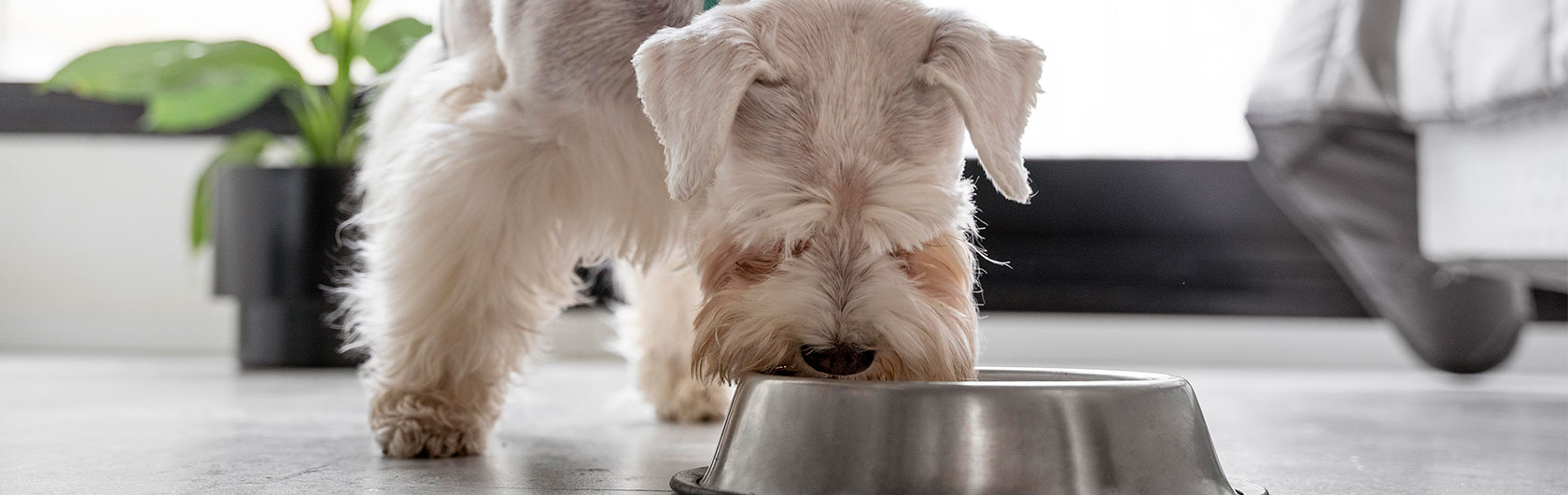 cuantas veces hay que darle alimento a un perro
