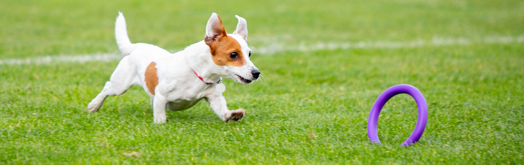 ejercicios y alimento para perros cachorros