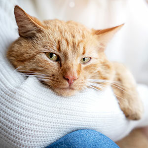 Algunos consejos para hacer felices a nuestras mascotas en casa