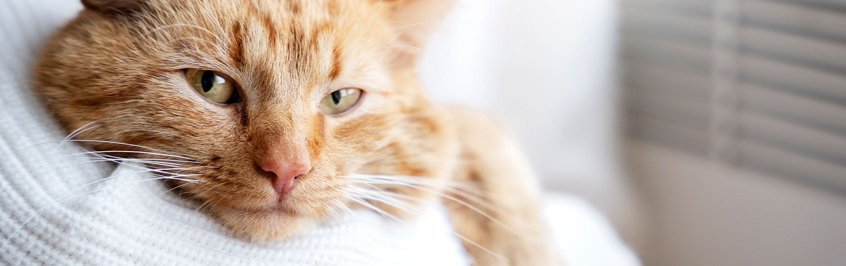Algunos consejos para hacer felices a nuestras mascotas en casa