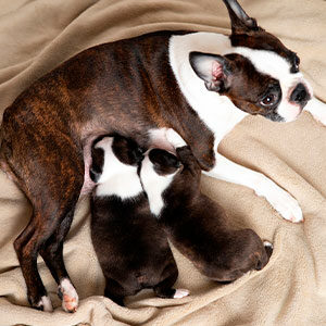 Alimentación de los cachorros: leche materna y comida para perros