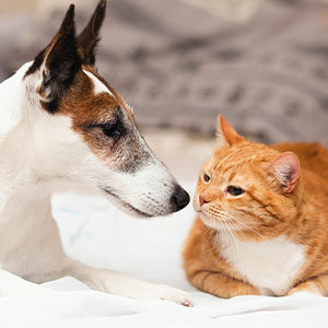 Cómo presentar un gato a uno o más perros