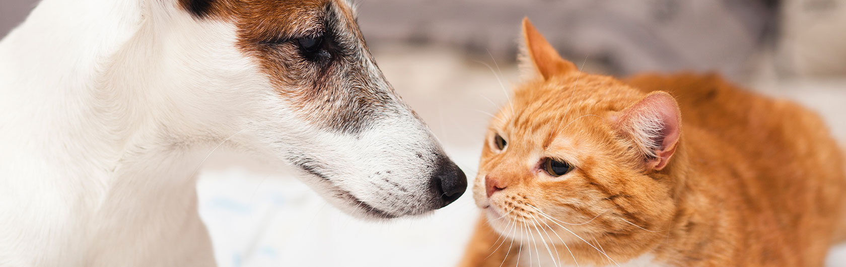 Cómo presentar un gato a uno o más perros