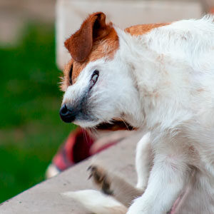 ¿Cuándo se debe desparasitar a un perro cachorro?