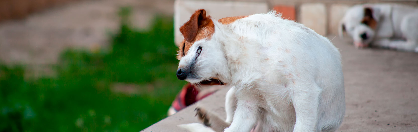 ¿Cuándo se debe desparasitar a un perro cachorro?
