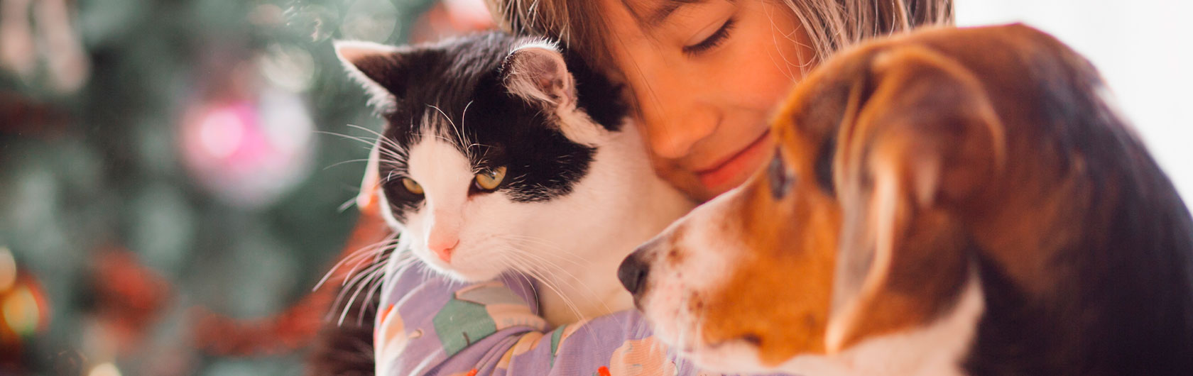 Presentación de un nuevo gato a otras mascotas de nuestro hogar