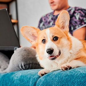 Recomendaciones para dueños primerizos de mascotas