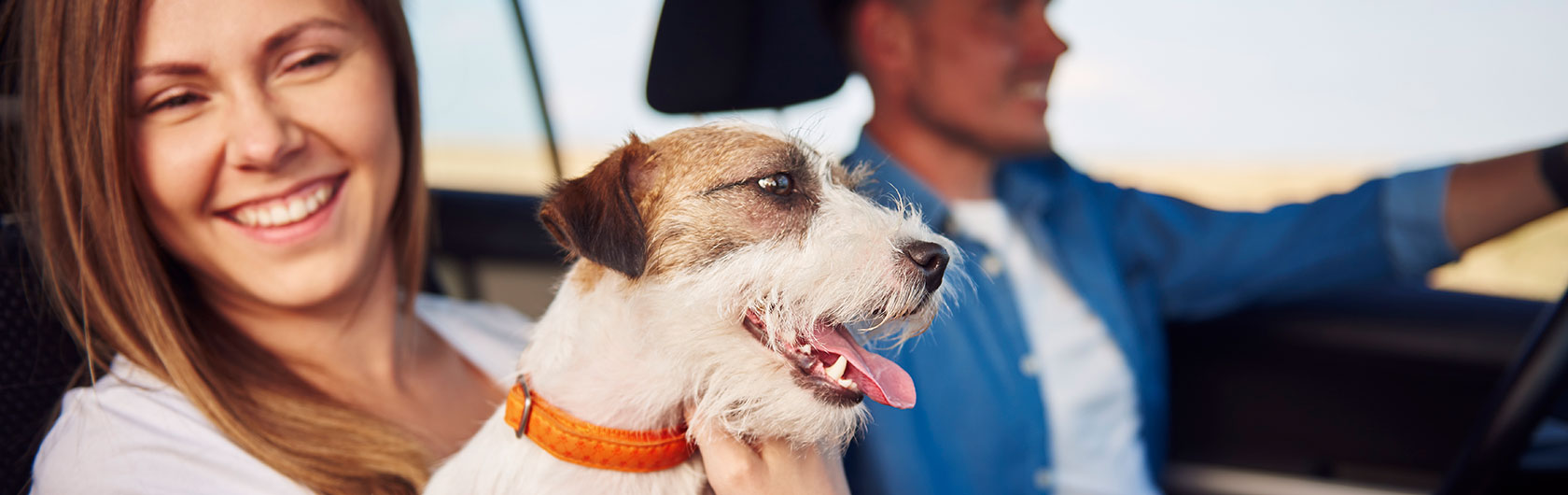 Viajar con mascotas, algunas recomendaciones