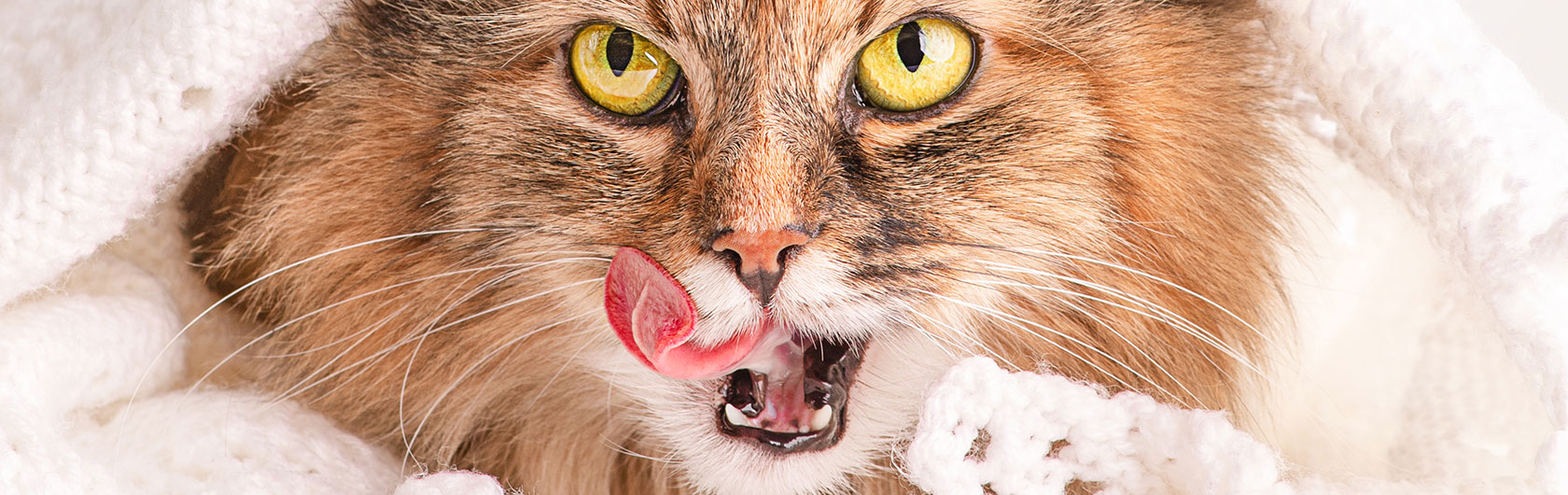 los dientes de los gatos