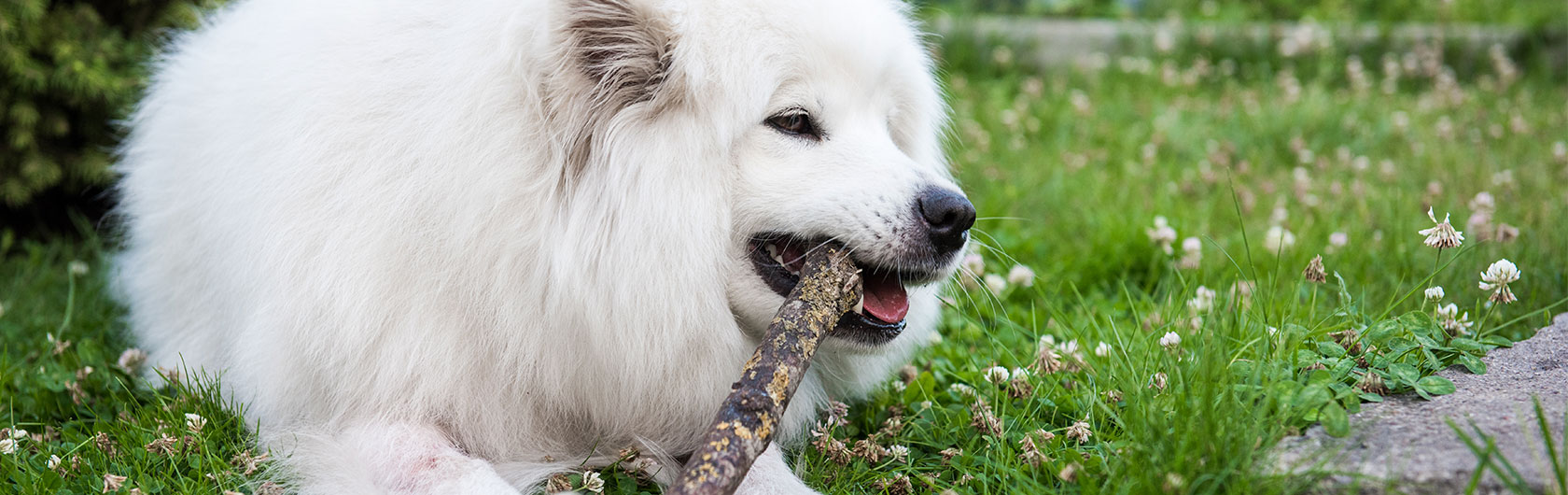 los dientes en los perros