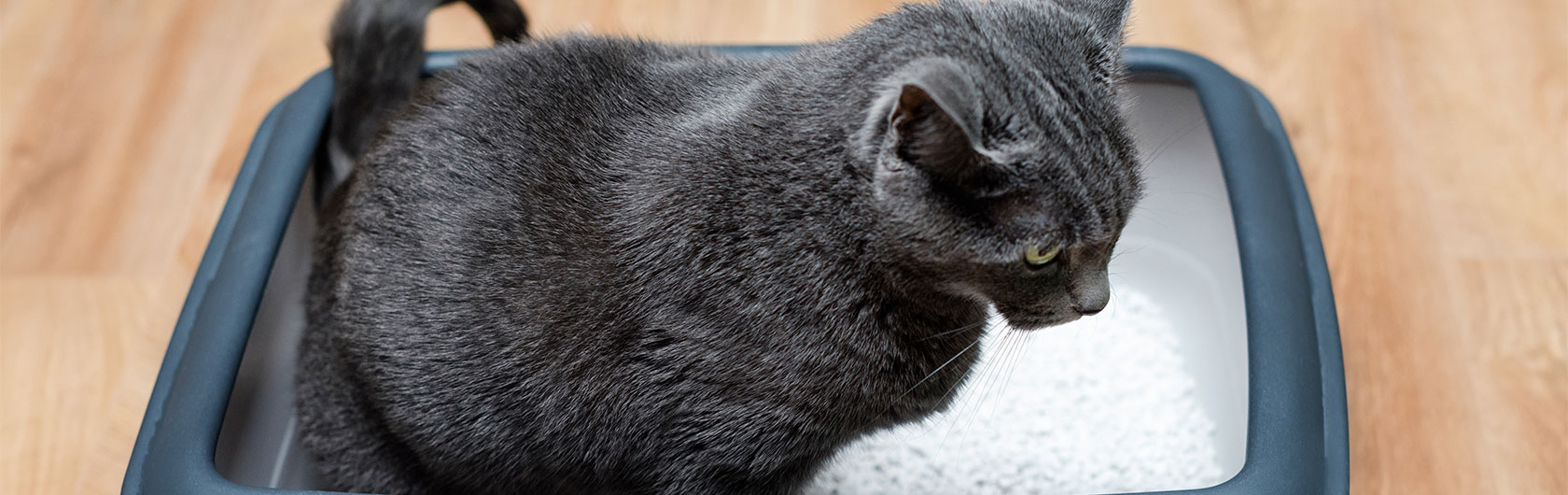 Arena del gato: todo lo que tenes que saber y alimento para gatos de calidad nutribon