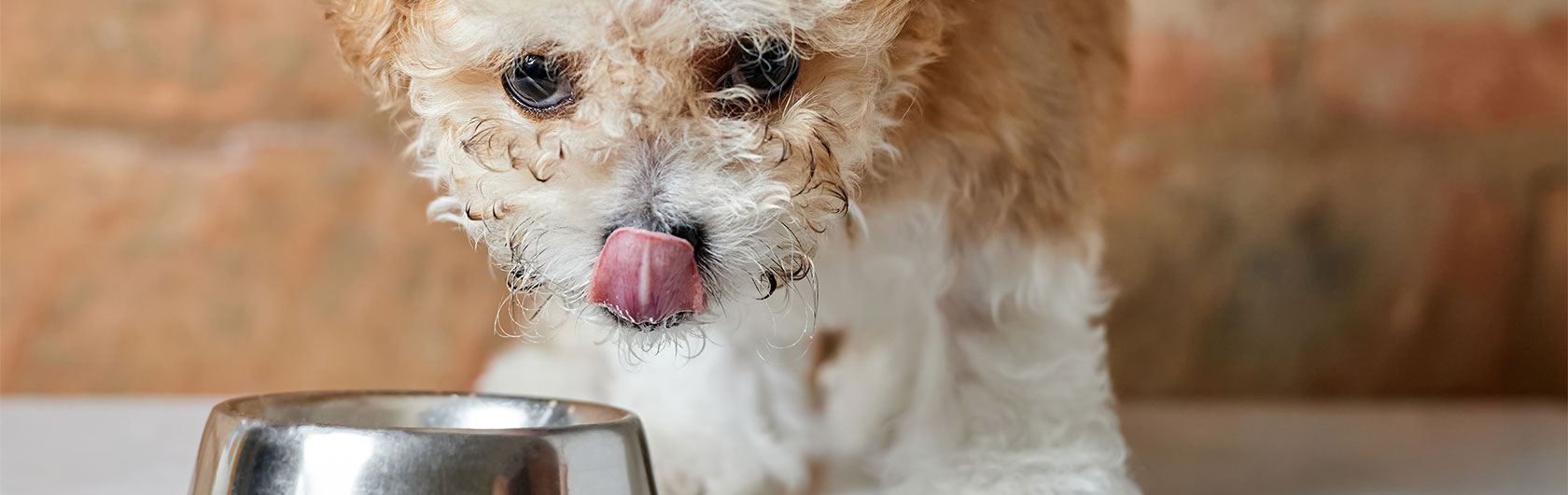 Asegurar una dieta equilibrada para nuestras mascotas y alimento para perros y alimento para gatos de calidad nutribon
