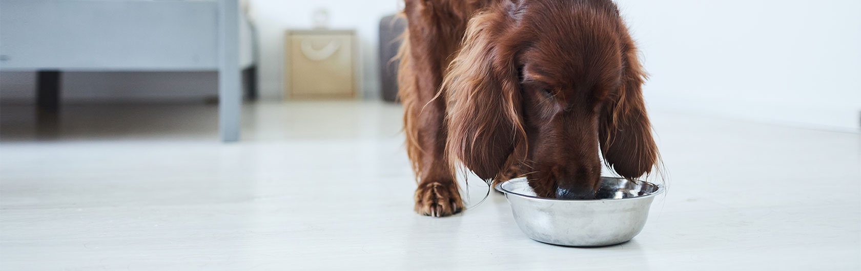 cómo realizar la desinfección de los platos y cama del perro y alimento para perros de calidad nutribon