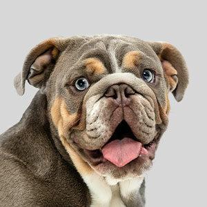Mantener limpias las orejas de los perros y alimento para perros de calidad nutribon