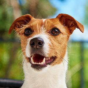 Cuidar los dientes de nuestros perros y alimento para perros de calidad nutribon miniatura