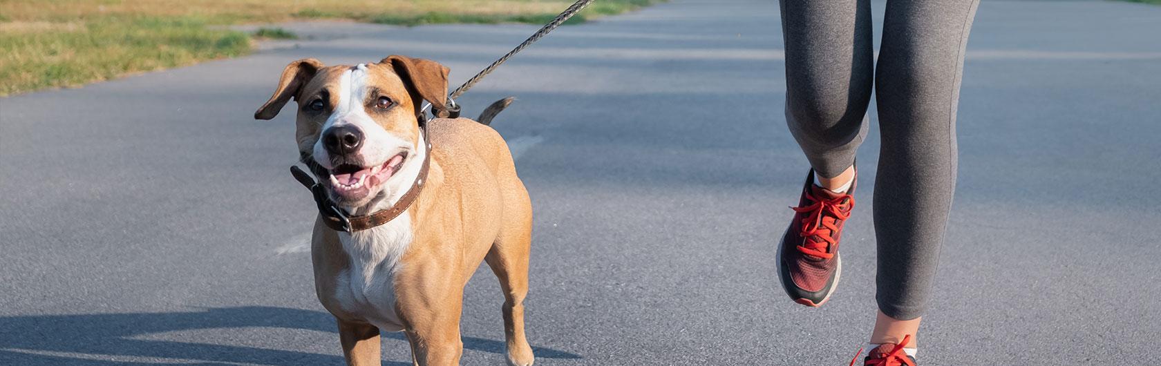 Nutrientes para que tu perro tenga huesos fuertes