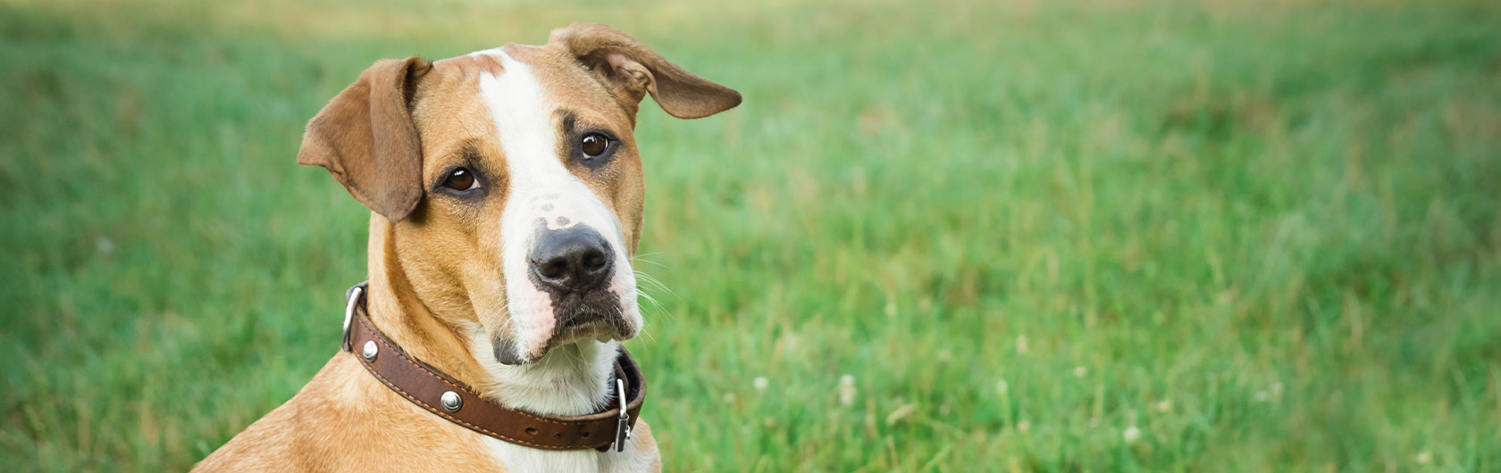 Proteínas para músculos más sanos en nuestros perros y alimento para perros de calidad nutribon