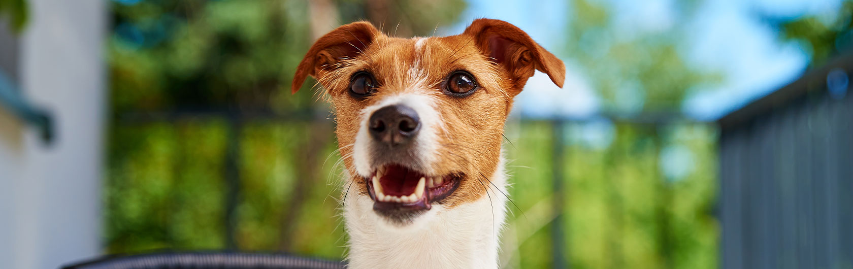 Cuidar los dientes de nuestros perros y alimento para perros de calidad nutribon