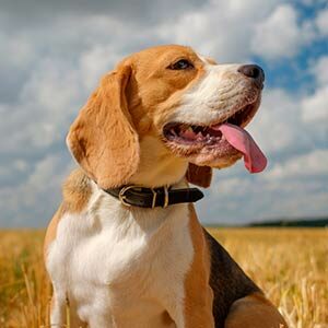 Consejos para mantener a nuestras mascotas a salvo de los golpes de calor